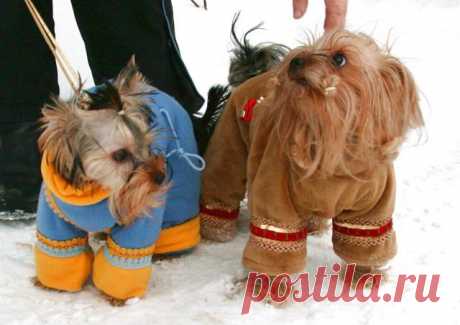 Как сшить одежду для йорка :: как сшить костюм для собаки :: Породы собак :: KakProsto.ru: как просто сделать всё