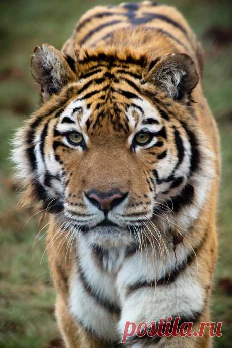 Забавная дикая природа • Экология: Суматранский тигр Энди МакГарри.