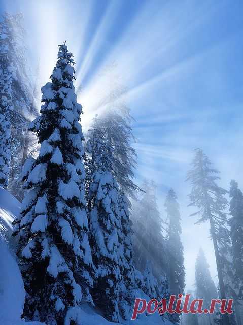After Snow Storm Sequoia National Park, California
 by Ben H. на flickr | JoAnne Jackman приколол(а) это к доске Winter winter, oh how I love i…
