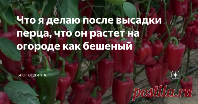 Что я делаю после высадки перца, что он растет на огороде как бешеный На своем участке я выращиваю острый перед и сладкий перец. В целом агротехника этих культур совершенно одинакова, но вот что я не советую, так это высаживать их на одной гряде. На мой взгляд, от этого сладкий перец становится горьким. Видимо, это вызвано переопылением.