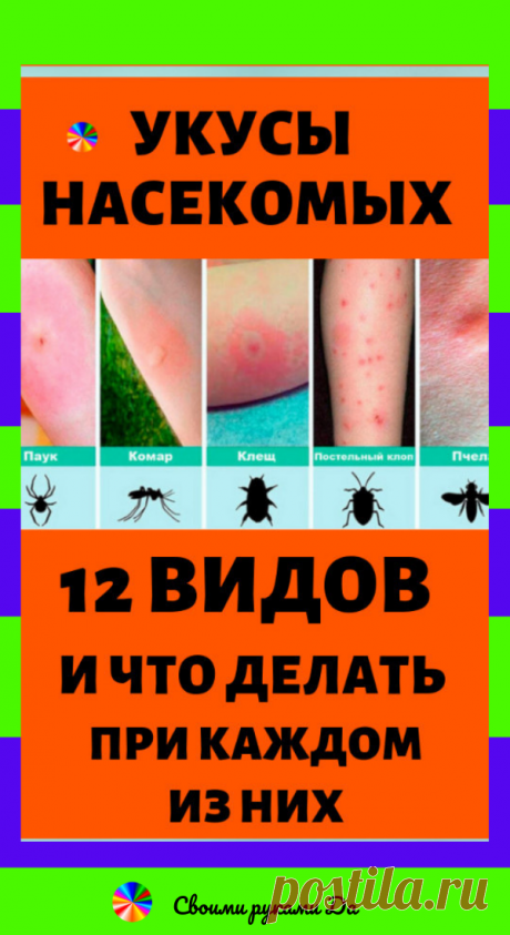 Укусы насекомых: 12 видов и что делать при каждом из них в домашних условиях + народные рецепты