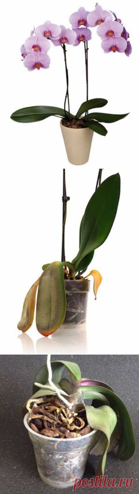 (+1) тема - Расскажем, как реанимировать орхидею при увядании листьев и гибели корней (нашла в инете) | САД НА ПОДОКОННИКЕ