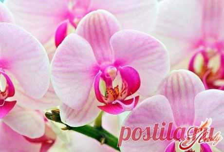 Комнатная орхидея: уход за тропической красавицей