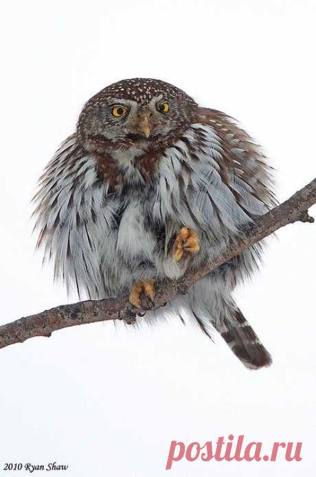 Northern Pygmy Owl | Owls