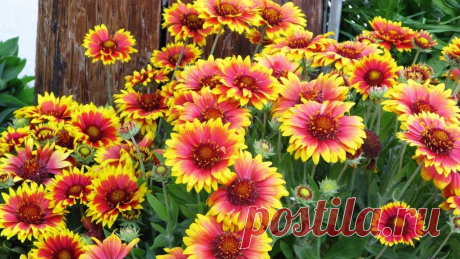 5 долгоцветущих растений, которые декоративны до глубокой осени | У-Дачная жизнь Пульс Mail.ru Эти многолетние цветы поддержат хорошее настроение в хмурые осенние дни