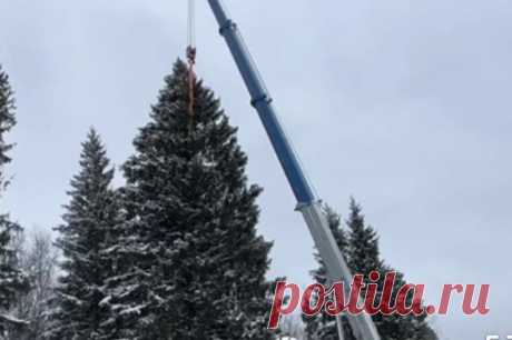 В подмосковном Фряново спилили главную новогоднюю елку страны. Высота главной новогодней елки РФ, которую установят на Соборной площади Кремля, составляет 25 метров.