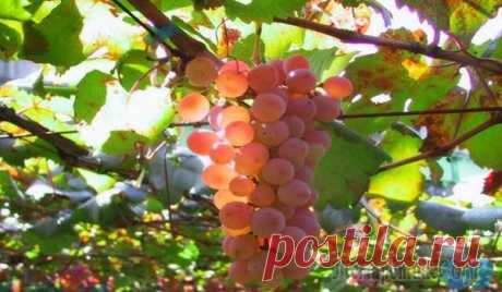 Осенняя обработка винограда от болезней или как получить здоровый урожай
