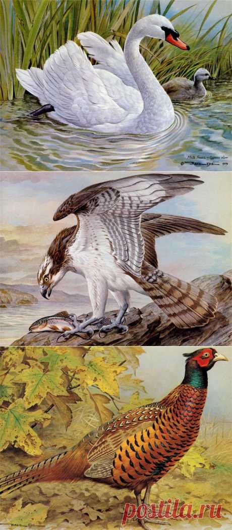 Реалистичные птицы английского художника Basil Ede.