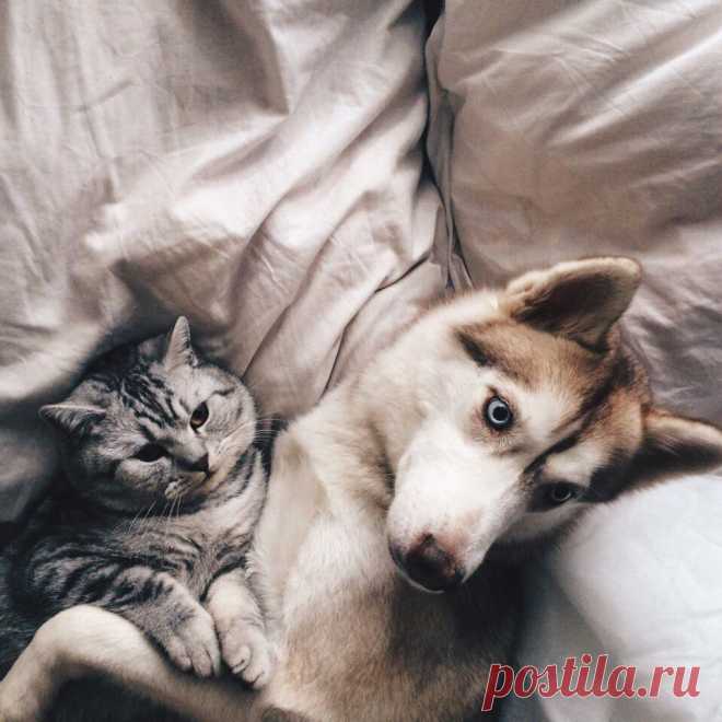 Милые животные кошки и собаки - 67 фото