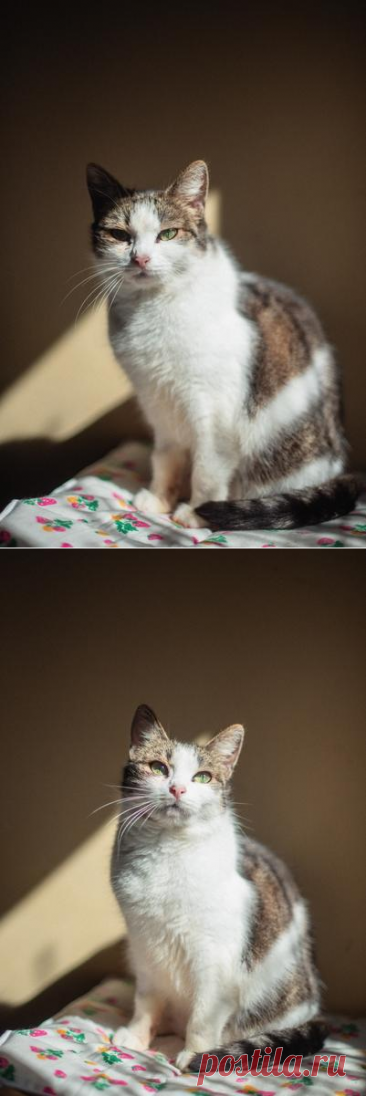 Очаровательная Ария ищет дом – ЗАЩИТА ЖИВОТНЫХ, пользователь Ольга Бавилина | Группы Мой Мир