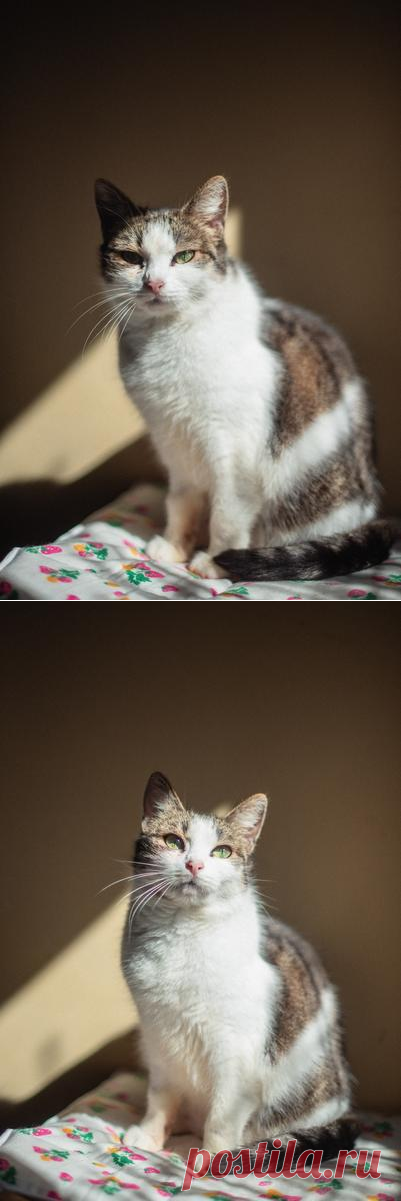 Очаровательная Ария ищет дом – ЗАЩИТА ЖИВОТНЫХ, пользователь Ольга Бавилина | Группы Мой Мир