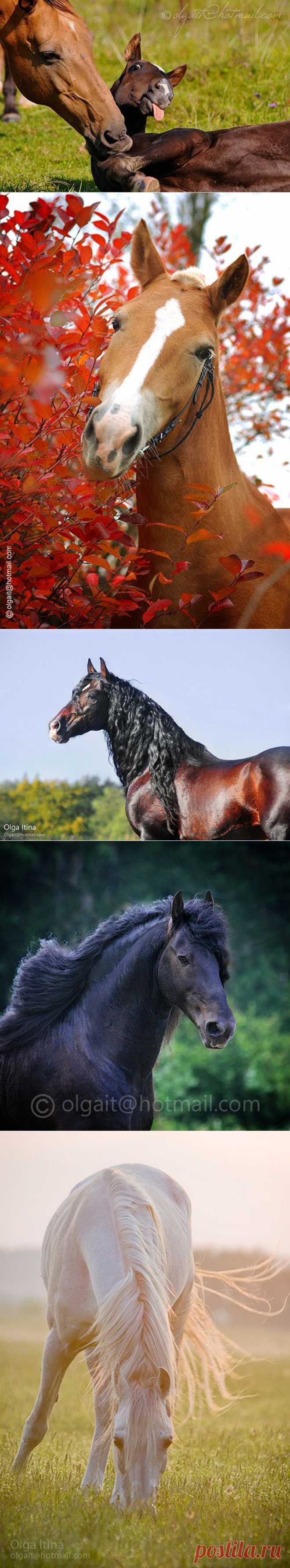 Красота лошади в фотографиях Olga Itina | Дай лапку