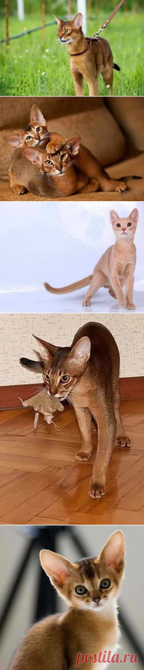 Абиссинская кошка, обзор породы, особенности характера и поведения, фото окрасов