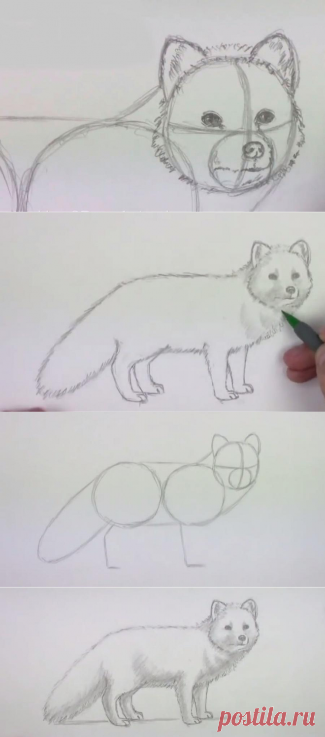 Поэтапное рисование карандашом животных для детей