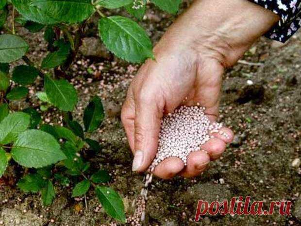 Мочевина: применение ее на огороде Чтобы вырастить хороший урожай, надо обязательно применять удобрения. По-настоящему рекордные урожаи можно получить, используя мочевину, или как ее еще называют, карбамид. Это самое первое синтезирова…