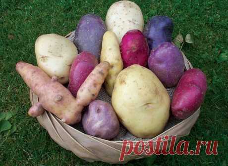 Супер ранний урожай! Или как посадить картофель под зиму? | 6 соток