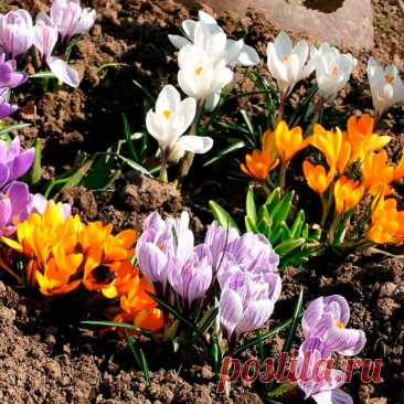 Многолетний садовый цветок Крокус (Crocus). Клубнелуковичный низкорослый бесстебельный многолетник. Листья зеленые, с беловатой продольной полосой посередине, отрастают вместе с цветками или после цветения. Цветки одиночные, реже по 2-3, колокольчато-воронковидные, разнообразной окраски, некоторые обладают приятным ароматом. Цветет рано весной или осенью.