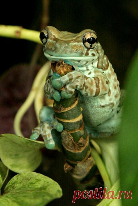 Magical Nature Reblogs :), earth-song: Blue-green Frog by ~Lighti85