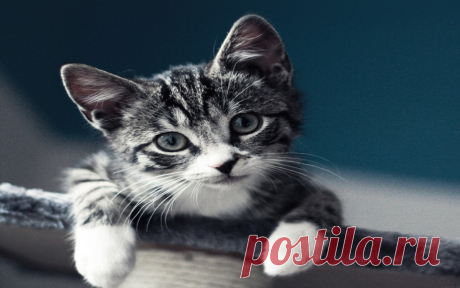 Download Cute Black and White Kitten Wallpaper - GetWalls.io Click to download free wallpaper for your desktop and mobile.