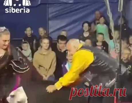 Нападение медведя на российских дрессировщиков в цирке сняли на видео. В городе Березовский Кемеровской области медведь напал на дрессировщиков цирка во время выступления. Цирк шапито «Арлекин» показывал номер под названием «Ехали медведи», когда зверь начал нападать на артистов. Циркачи продолжили выступление, а зрители остались сидеть на местах.
