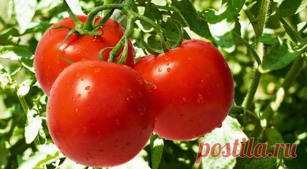 Как организовать правильный уход за рассадой томатов с момента проращивания семян и до высадки в грунт? 

Не пропустите полезное видео
