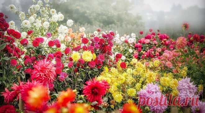 Какие цветы посадить осенью: 9 лучших растений Рассказываем о преимуществах осенней посадки цветущих растений и перечисляем подходящие виды и сорта.

