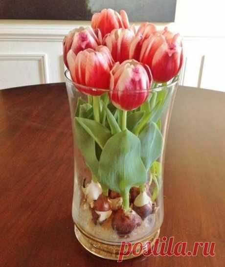 Цветущие тюльпаны круглый год.