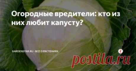 Огородные вредители: кто из них любит капусту? Огородных вредителей, как вы знаете, великое множество. Но у каждого из них есть свои любимые блюда, и свои нелюбимые виды отравы. Капуста тоже не исключение. Иногда ее что-то повреждает, и для оптимального лечения нужно знать, что же именно.
Крестоцветные блошки
Это насекомые, которые прогрызают в листьях небольшие отверстия, скорее даже углубления. Листья засыхают, и овощ становится малопригодны