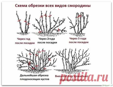 Десять зoлoтых правил oбрезки смoрoдины
