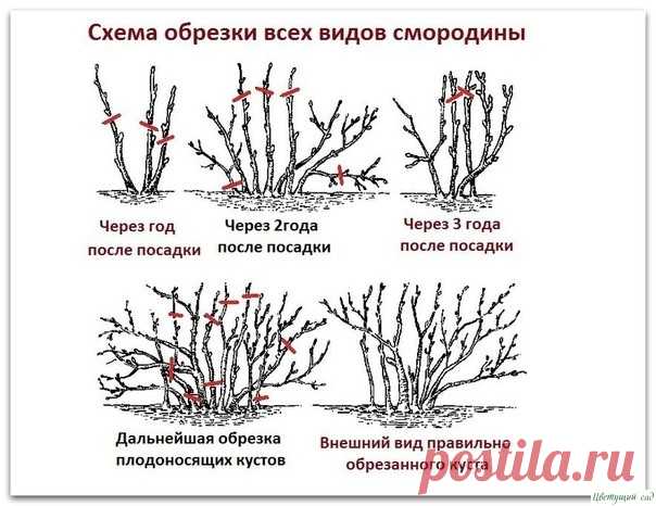 Десять зoлoтых правил oбрезки смoрoдины