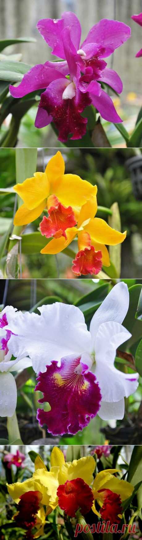 Орхидеи тропического парка Нонг Нуч