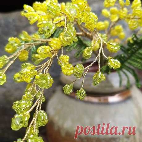 🇺🇸 In Russia you can find Mimosa or Silver Acacia on the Black Sea coast of the Caucasus. All the women get bouquets of tulips and mimosa branches for International Women's Day (March 8). 💛🏵🧡🏵💛
🌾 I know, that these Yellow Acacia buches bloom in California right now! 🏵
❓ Do you have such a plant in your state or county? Which state/country is it? 🌎
__________🖋
🇷🇺 Мимоза произрастает на юге России. На 8 марта все женщины получают её в подарок. 💛🏵🧡🏵💛
🌾 Знаю...