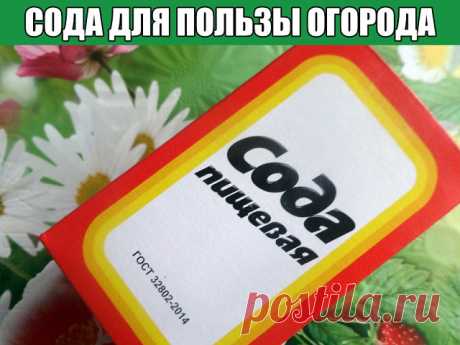 Сода для пользы огорода

Сода – один из помощников дачника, которую можно без проблем приобрести в любом продуктовом магазине. Сфера применения ее столь широка, что без сомнений, этот продукт необходимо обязательно включить в список товаров первой необходимости в начале дачного сезона, и даже раньше! Дело в том, что без обычной пищевой соды вообще сложно представить себе современный огород, поскольку она может помочь практически в любой ситуации.
Так, например, если вы выр...