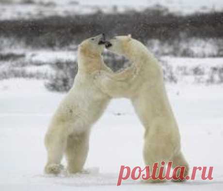 27 февраля отмечается "Международный день полярного медведя"