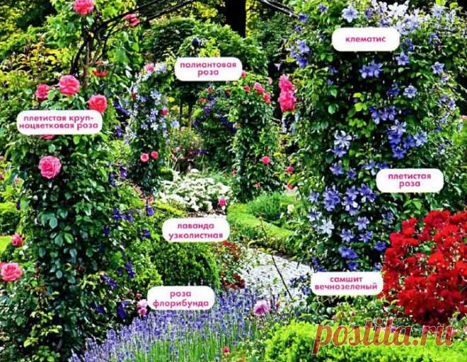 Вертикальные цветущие растения для сада — 6 соток