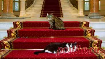 "Коты Эрмитажа": как домашние кошки охраняют известный музей (интересные факты и другие подробности)