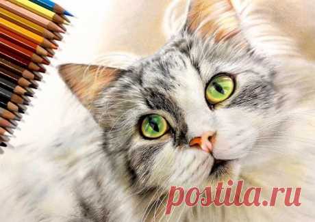Японская художница рисует гиперреалистичные портреты кошек Произведения 18-летней Юки Кудо бьют рекорды популярности в социальных сетях. Гиперреалистичные портреты кошек набирают тысячи перепостов.