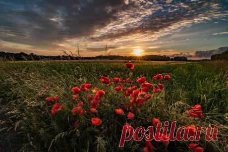 Poppy Sunset Poppies at sunset, Crank, nr Rainford, Merseyside, UK