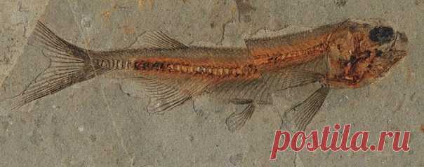 Ликоптера - одна из самых многочисленных рыб верхнеюрского-нижнемелового периода. Окаменелости найдены на территории Сибири (Россия), Ляонина (Китай), Монголии и Кореи. Описано около 16 видов.