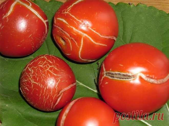 Как сохранить томаты от растрескивания — 6 соток