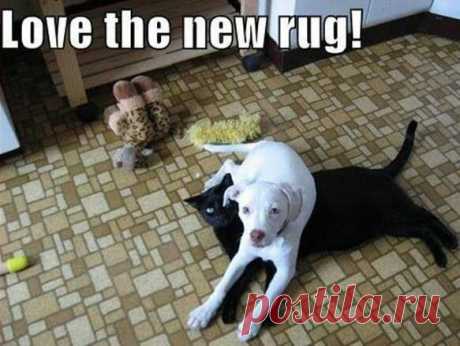 Мне нравится новый коврик! (перевод).  ---   #Dog #Humor | Humor
