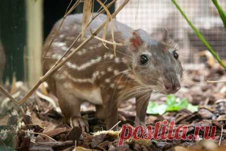 Пака (лат. Cuniculus paca) — грызун из семейства агутиевых, который живет в Центральной и Южной Америке. Цвет шерсти этого необычного зверька напоминает окрас маленького олененка.

Обязательным условием для жизни это животное считает наличие поблизости ручья, небольшой речки или озера. В случае опасности пака обязательно постарается укрыться здесь или переплывет на другую сторону водоема, чтобы сбить врагов со следа. Эту «хитрость» давно раскусили местные жители, которым о...