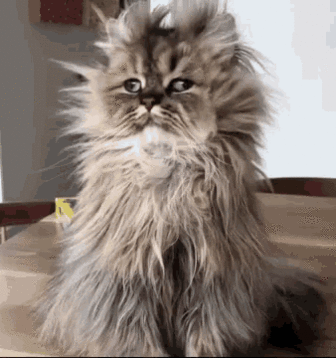 Good Morning Funny Animals GIF - GoodMorning FunnyAnimals InsomniaCat - Discover & Share GIFs Click to view the GIF