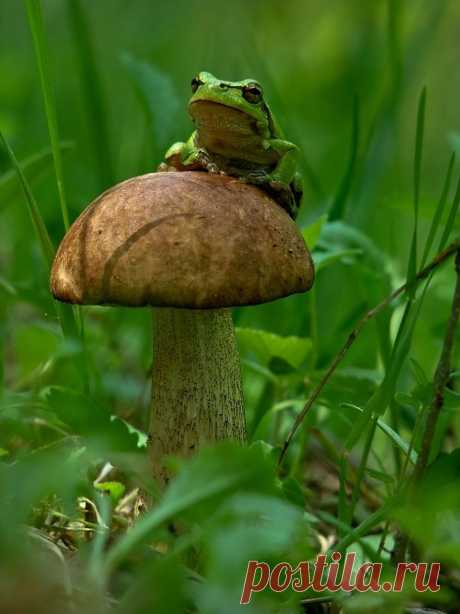 A Magical World Of Mushrooms By Vyacheslav Mishchenko | Bored Panda
