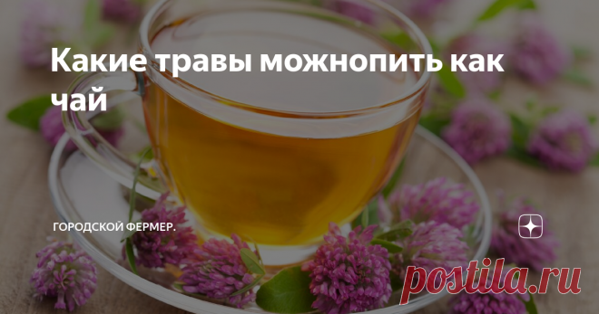 Какие травы можно пить вместо чая. Из каких растений можно получить полезный напиток. Какие травяные чаи можно пить каждый. Какие травы можно пить вместо чая каждый день.
