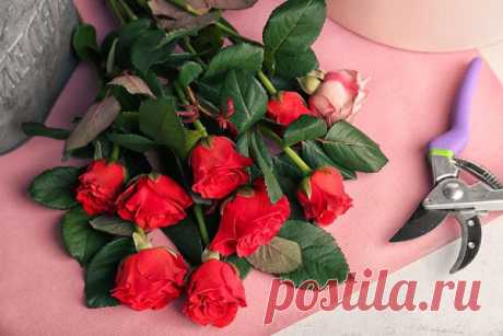 Осеннее черенкование роз: инструкция для начинающих цветоводов