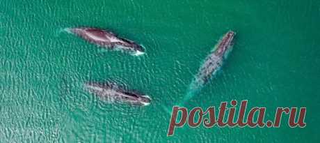 Бухта Врангеля – ключевое местообитание охотоморской популяции гренландских китов. Сюда они приходят каждое лето, но с каждым годом антропогенная нагрузка на ранее нетронутый и дикий район увеличивается.