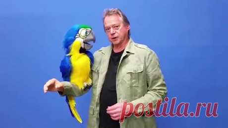 MEGA MACAW Parrot Puppet by Axtell CLICK https://www.axtell.com/megamacaw.html Our Mega Macaw is a beautifully designed parrot puppet with a latex head, fur and feather body construction and am...