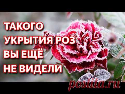 Обрезка и укрытие роз на зиму. Как обрезать розы осенью. Лучшее укрытие для роз.