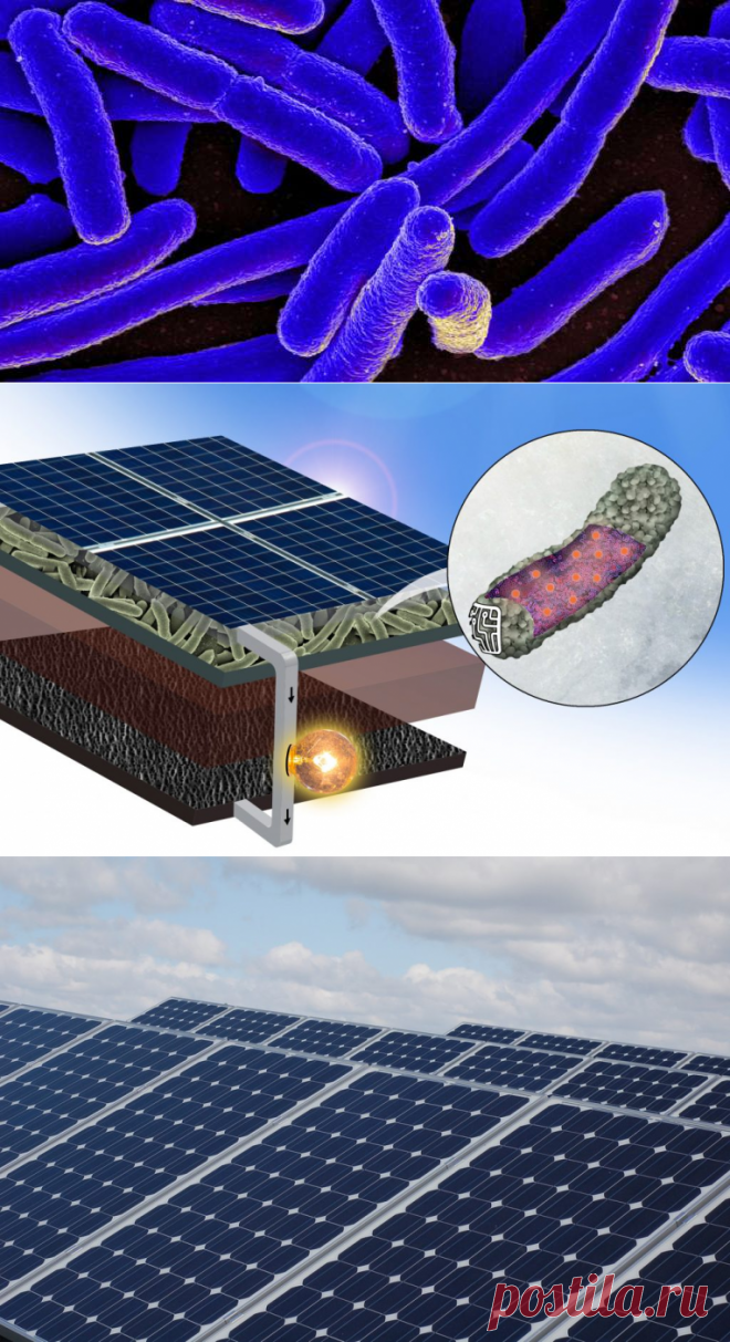 Источник энергии бактерий. Альтернативные источники энергии. Микроорганизмы солнечной энергии. Источники энергии в микробе.